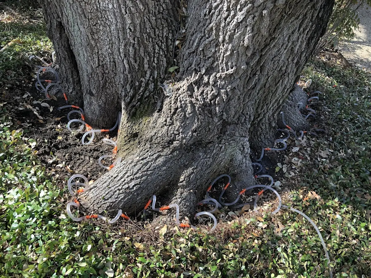 Detailed Tree Cabling and Bracing job site in Donnelsville