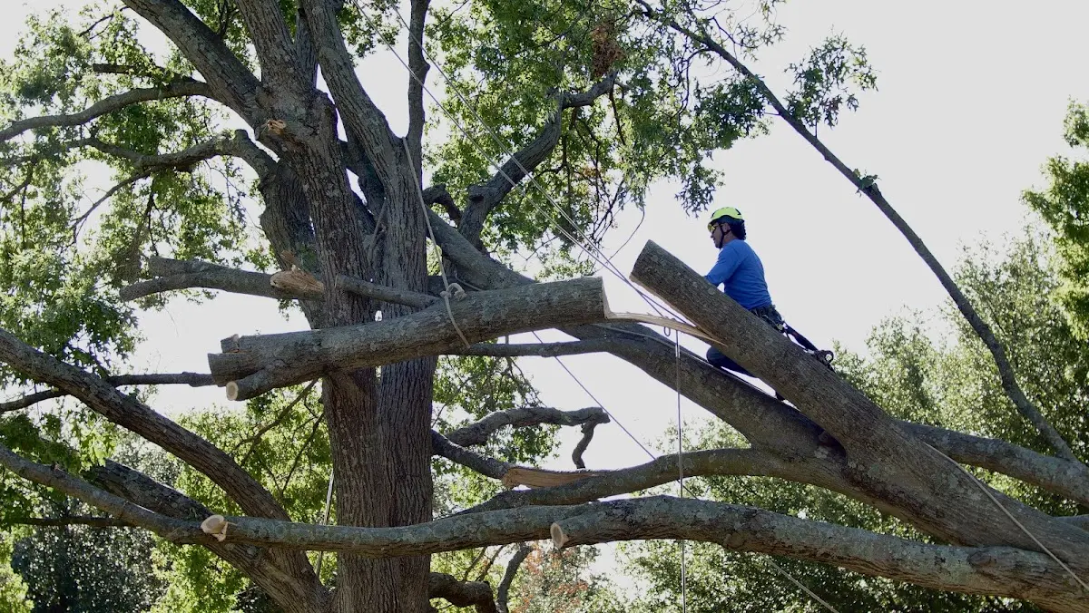 Professional Hazardous Tree Removal performed by certified arborists in Donnelsville